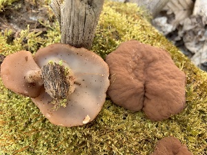  (Gyromitra ancilis - iNat44745095)  @11 [ ] CreativeCommons  Attribution Non-Commercial (by-nc) (2020) Paula DeSanto Unspecified