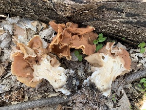  (Gyromitra brunnea - iNat44782914)  @11 [ ] CreativeCommons  Attribution Non-Commercial (by-nc) (2020) Paula DeSanto Unspecified
