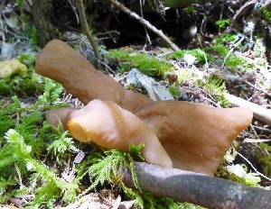  (Gyromitra melaleucoides - iNat48465814)  @11 [ ] some rights reserved (CC BY-NC) (2020) natvik Unspecified