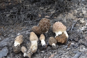  (Morchella sextelata - iNat48949061)  @11 [ ] all rights reserved (2020) kmohatt Unspecified