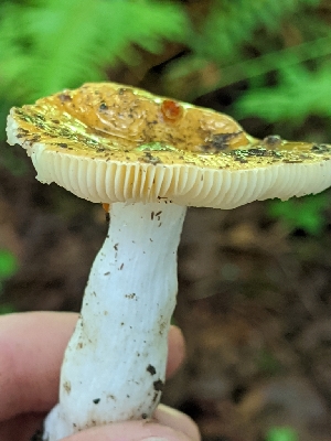  (Russula lutea - iNat49152192)  @11 [ ] all rights reserved (2020) Sharon Squazzo Unspecified