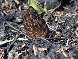  (Morchella exuberans - iNat52167014)  @11 [ ] some rights reserved (CC BY) (2020) Matt Bowser Unspecified