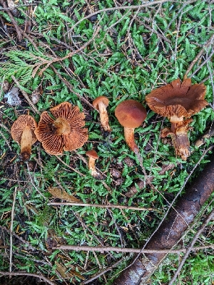  (Cortinarius rubellus - iNat52270563)  @11 [ ] all rights reserved (2020) Sharon Squazzo Unspecified