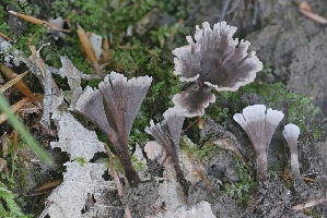  (Thelephora multipartita - iNat53542421)  @11 [ ] some rights reserved (CC BY) (2020) Garrett Taylor Unspecified