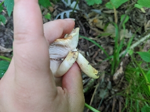  (Russula pulverulenta - iNat53775187)  @11 [ ] all rights reserved (2020) Sarah Duhon Unspecified