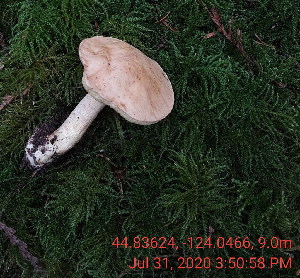  (Hemileccinum - iNat55109500)  @11 [ ] some rights reserved (CC BY-NC) (2020) Henry Young Unspecified