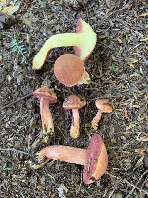  (Chalciporus rubinellus - iNat56243468)  @11 [ ] CreativeCommons  Attribution Non-Commercial (by-nc) (2020) Paula DeSanto Unspecified
