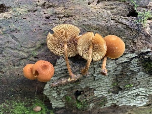  (Phaeomarasmius proximans - iNat57834419)  @11 [ ] some rights reserved (CC BY-NC) (2020) Paula DeSanto Unspecified