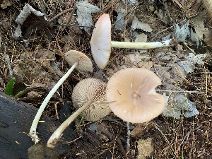  (Entoloma strictius - iNat58508902)  @11 [ ] some rights reserved (CC BY-NC) (2020) Paula DeSanto Unspecified