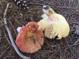  (Russula cf. tenuiceps - iNat58638176)  @11 [ ] some rights reserved (CC BY-NC) (2020) ethancrenson Unspecified
