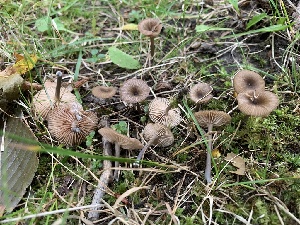  (Entoloma aff. pseudocoelestinum - iNat59221213)  @11 [ ] some rights reserved (CC BY-NC) (2020) Paula DeSanto Unspecified