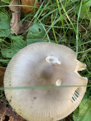  (Amanita cyclops - iNat61507951)  @11 [ ] all rights reserved (2020) pcpalmer3 Unspecified