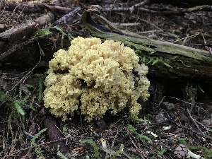  ( - iNat61785913)  @11 [ ] all rights reserved (2020) marycarla Unspecified