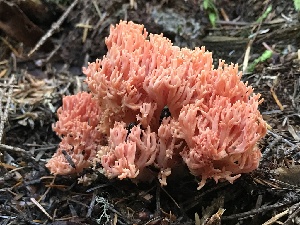  (Ramaria stuntzii - iNat61786290)  @11 [ ] all rights reserved (2020) marycarla Unspecified