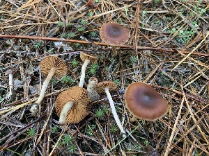  (Cortinarius laetus - iNat61862012)  @11 [ ] some rights reserved (CC BY-NC) (2020) Paula DeSanto Unspecified