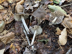  (Entoloma psammophilohebes - iNat62028591)  @11 [ ] some rights reserved (CC BY-NC) (2020) Paula DeSanto Unspecified