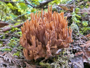  (Ramaria testaceoflava - iNat62037011)  @11 [ ] some rights reserved (CC BY-NC) (2020) natvik Unspecified