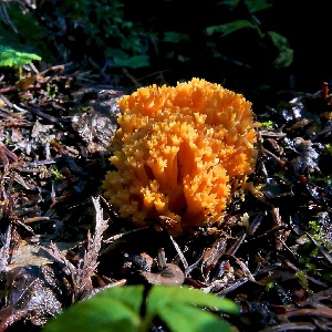  (Ramaria aurantiisiccescens - iNat62414929)  @11 [ ] some rights reserved (CC BY-NC) (2020) natvik Unspecified