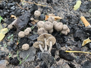  (Tephrocybe - iNat62641561)  @11 [ ] some rights reserved (CC BY-NC) (2020) Paula DeSanto Unspecified