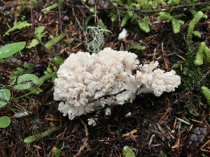  (Ramaria rasilisporoides - iNat62919302)  @11 [ ] all rights reserved (2020) marycarla Unspecified