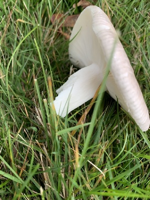  (Russula parazurea - iNat63200551)  @11 [ ] all rights reserved (2020) pcpalmer3 Unspecified