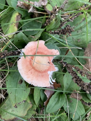  (Russula sp. IN59 - iNat63345083)  @11 [ ] all rights reserved (2020) pcpalmer3 Unspecified
