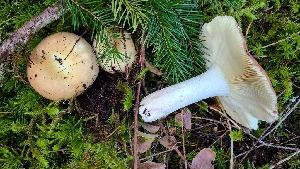  (Russula mordax - iNat64153720)  @11 [ ] some rights reserved (CC BY-NC) (2020) Jeannette Barreca Unspecified