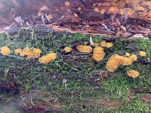  (Dacrymyces corticioides - iNat64237934)  @11 [ ] some rights reserved (CC BY-NC) (2020) Paula DeSanto Unspecified