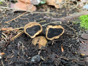  (Elaphomyces verruculosus - iNat64296571)  @11 [ ] some rights reserved (CC BY-NC) (2020) Paula DeSanto Unspecified