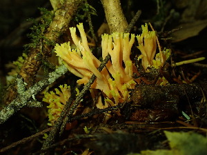  (Ramaria conjunctipes var. tsugensis - iNat64443802)  @11 [ ] all rights reserved (2020) Lauren R Unspecified