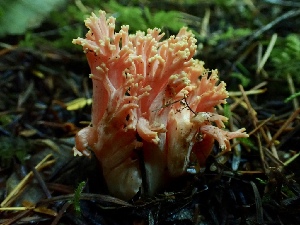  (Ramaria cyaneigranosa - iNat64443804)  @11 [ ] all rights reserved (2020) Lauren R Unspecified