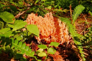  (Ramaria rubribrunnescens - iNat64550637)  @11 [ ] some rights reserved (CC BY-NC) (2020) natvik Unspecified