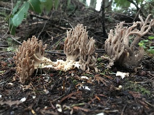  (Ramaria violaceibrunnea - iNat66065595)  @11 [ ] all rights reserved (2020) marycarla Unspecified