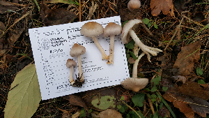  (Inocybe ionocephala - iNat66167967)  @11 [ ] some rights reserved (CC BY-NC-ND) (2020) Bruce Newhouse Unspecified
