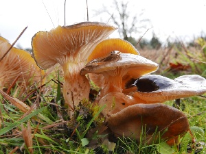  (Hygrophorus siccipes - iNat66451561)  @11 [ ] some rights reserved (CC BY-NC) (2020) natvik Unspecified