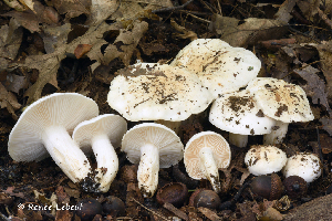  (Hygrophorus sordidus - iNat66901543)  @11 [ ] some rights reserved (CC BY-NC) (2020) rlebeuf Unspecified