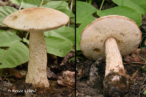  (Leccinum insolens - iNat66933796)  @11 [ ] some rights reserved (CC BY-NC) (2020) rlebeuf Unspecified