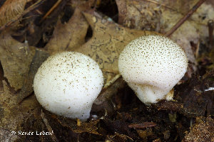  (Lycoperdon aff. umbrinum - iNat66934387)  @11 [ ] some rights reserved (CC BY-NC) (2019) rlebeuf Unspecified