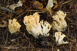  (Ramaria aff. calvodistalis - iNat66937864)  @11 [ ] some rights reserved (CC BY-NC) (2018) rlebeuf Unspecified