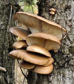  (Pleurotus ostreatus complex - iNat67023406)  @11 [ ] some rights reserved (CC BY-NC-ND) (2020) Bruce Newhouse Unspecified