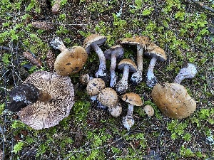  (Cortinarius purpurascens - iNat67592099)  @11 [ ] all rights reserved (2020) Scott A Davison Unspecified