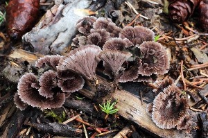  (Thelephora aff. caryophyllea - iNat67633762)  @11 [ ] all rights reserved (2017) kmohatt Unspecified