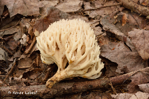  (Clavaria arborea - iNat67731252)  @11 [ ] some rights reserved (CC BY-NC) (2015) rlebeuf Unspecified