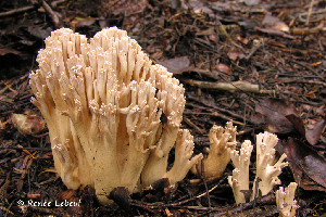  (Ramaria pallida - iNat67817500)  @11 [ ] some rights reserved (CC BY-NC) (2008) rlebeuf Unspecified