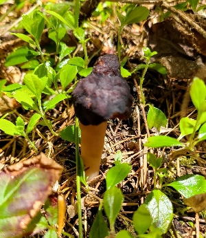  (Gyromitra esculenta - iNat78531939)  @11 [ ] some rights reserved (CC BY-NC) (2021) Jeannette Barreca Unspecified
