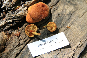  (Pholiota subsulphurea - iNat84011303)  @11 [ ] some rights reserved (CC BY-NC) (2021) gabrielamushroom Unspecified