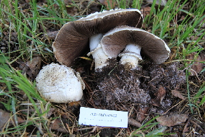  (Agaricus arvensis - iNat84011313)  @11 [ ] some rights reserved (CC BY-NC) (2021) gabrielamushroom Unspecified