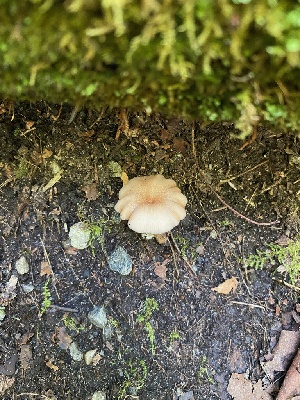  (Entoloma subserrulatum - iNat89014177)  @11 [ ] some rights reserved (CC BY-NC) (2021) Aishwarya Unspecified