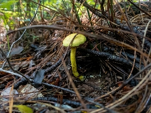  (Pulveroboletus ravenelii - iNat89142916)  @11 [ ] some rights reserved (CC BY-NC) (2021) Kelcie Unspecified