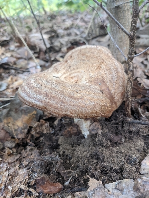  (Lactarius subpalustris - iNat89973948)  @11 [ ] all rights reserved (2021) cabracrazy Unspecified